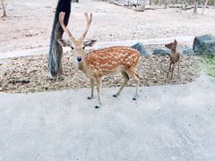 -清迈夜间动物园