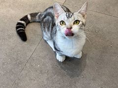 -飞行喵MR PILOT|猫舍·猫咖(静安大融城店)
