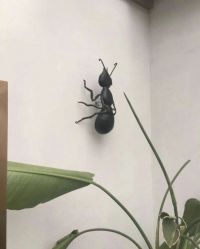 -蚂蚁造型沙龙