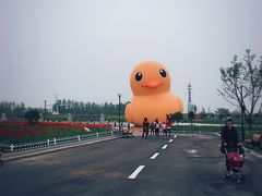 -荷兰花海