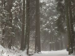-武陵山森林公园