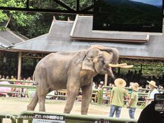 -野象谷景区