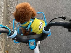 -宠物梦想家(日月豪庭店)