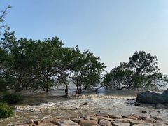 -宝安西湾红树林湿地公园