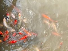-大湾区中央湿地公园
