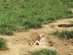 -大连森林动物园