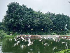 -广州长隆飞鸟乐园