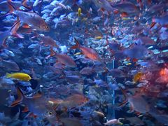 -成都浩海立方海洋公园