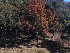 -桃花岭景区