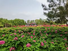 -曹州牡丹园