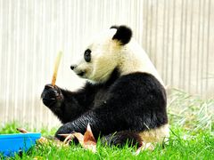 -卧龙中华大熊猫苑神树坪基地