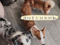 -浣熊柯尔鸭土拨鼠·电玩咖