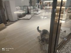 -momokira米努特·德文卷毛猫·棉花面纱犬