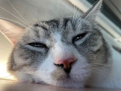 -猫儿山۰猫主题餐厅