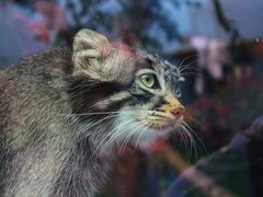 -青藏高原野生动物园