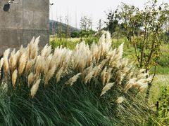 -田园东方蜜桃村的田野营地