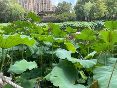 -陈家山荷花公园