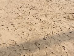 -碧海金沙
