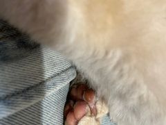 -藏猫猫咖啡主题馆(中央大道店)