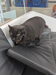 -飞梵造型