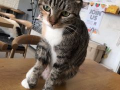 -平行世界·猫咖(首经贸店)