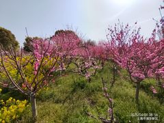 -南汇桃花村