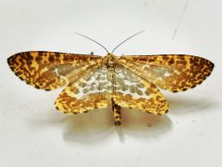 点击看大图 -帆拉斐婚纱摄影(春熙店)