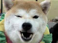 -逗柴咖啡屋·狗咖猫咖宠物桌游