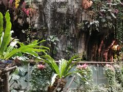 -正佳雨林生态植物园