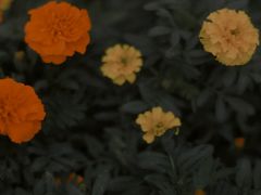 -映月湖中央公园