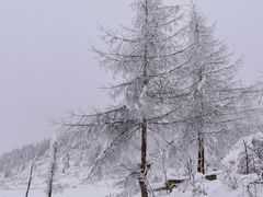 -武陵山森林公园