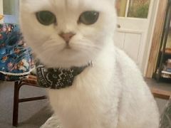 -猫色咖啡·猫咖