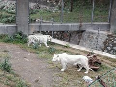 -石家庄市动物园