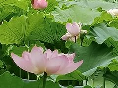 -陈家山荷花公园