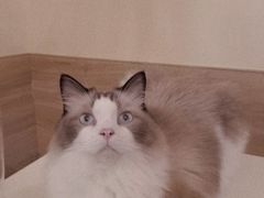 -滚猫咖啡·猫咖·猫友好撸猫(未来城店)