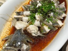 鲜花椒蒸桂花鱼-觅唐MITONG(鸟巢店)