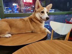 -暗黑魔法·玄灵未妖阁·塔罗·占星·心理咨询