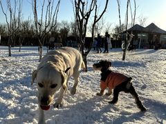 -爪吧宠物乐园 (温榆河示范区店)
