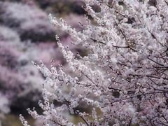 -新疆那拉提国家旅游度假区