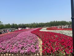-荷兰花海