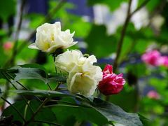 -碧云新天地二期