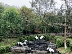 -都江堰中华大熊猫苑