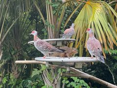 -新加坡飞禽公园