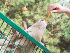 -石家庄市动物园