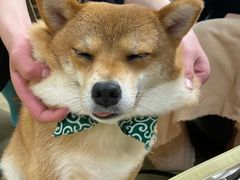 -逗柴咖啡屋·狗咖猫咖宠物桌游