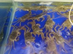 -阳澄湖大闸蟹·琼灵阁牌品牌连锁(吴中总店)