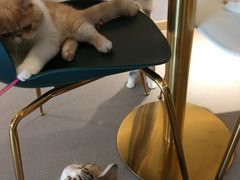 -飞行喵MR PILOT|猫舍·猫咖(静安大融城店)