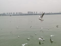 -无锡蠡湖国家湿地公园-蠡园