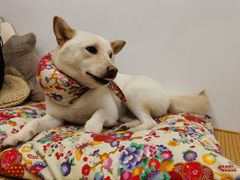 -柴迷FANS CLUB·柴犬狗咖·猫咖