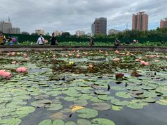 -莲花池公园